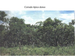 Cerrado típico denso
 