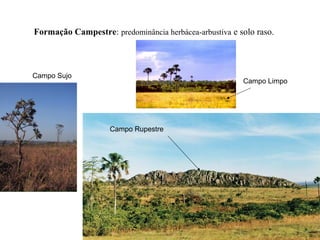 Formação Campestre: predominância herbácea-arbustiva e solo raso.
Campo Limpo
Campo Sujo
Campo Rupestre
 