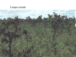 Campo cerrado
 