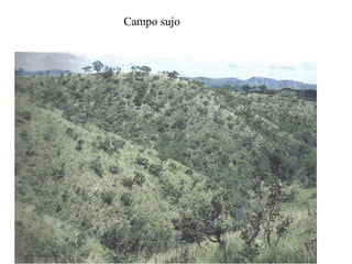 Campo sujo
 