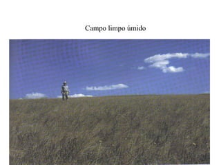 Campo limpo úmido
 