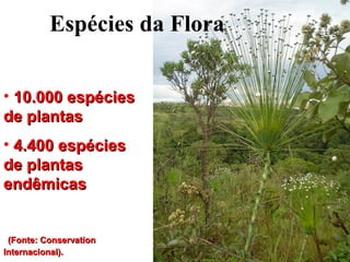Espécies da Flora
• 10.000 espécies10.000 espécies
de plantasde plantas
• 4.400 espécies4.400 espécies
de plantasde plantas
endêmicasendêmicas
(Fonte: Conservation(Fonte: Conservation
Internacional).Internacional).
 
