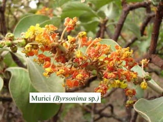 Murici (Byrsonima sp.)
 