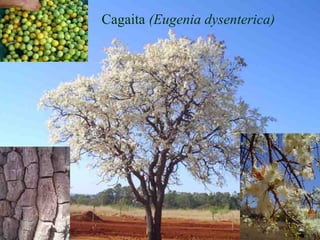 Cagaita (Eugenia dysenterica)
 