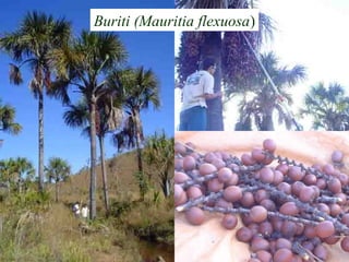 Buriti (Mauritia flexuosa)
 
