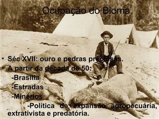 Ocupação do Bioma
• Séc XVII: ouro e pedras preciosas.
• A partir da década de 50:
-Brasília
-Estradas
-Minérios
-Política de expansão agropecuária,
extrativista e predatória.
 