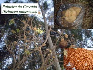 Paineira do Cerrado
(Erioteca pubescens)
 