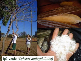 Ipê-verde (Cybstax antisyphilitica)
 