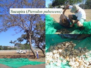 Sucupira (Pterodon pubescens)
 