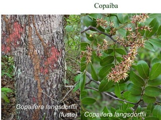 Copaíba
 