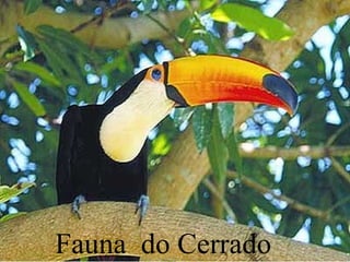 Fauna do Cerrado
 