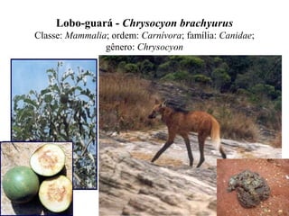 Lobo-guará - Chrysocyon brachyurus
Classe: Mammalia; ordem: Carnívora; família: Canidae;
gênero: Chrysocyon
 