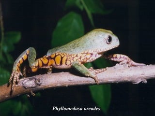 Phyllomedusa oreades
 