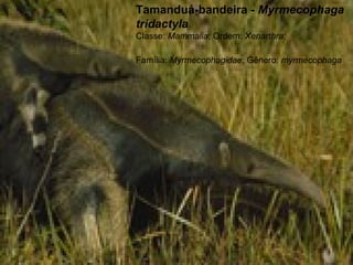 Tamanduá-bandeira - Myrmecophaga
tridactyla
Classe: Mammalia; Ordem: Xenarthra;
Família: Myrmecophagidae; Gênero: myrmecophaga
 