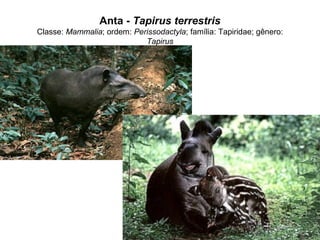 Anta - Tapirus terrestris
Classe: Mammalia; ordem: Perissodactyla; família: Tapiridae; gênero:
Tapirus
 
