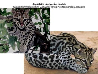 Jaguatirica - Leopardus pardalis
Classe: Mammalia; ordem: Carnivora; família: Felidae; gênero: Leopardus
 