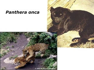 Panthera onca
 