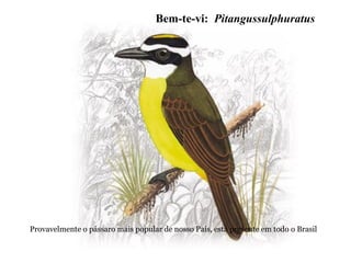 Provavelmente o pássaro mais popular de nosso País, está presente em todo o Brasil
Bem-te-vi: Pitangussulphuratus
 