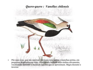 • Põe seus ovos, que são marrom-oliváceos com pintas e manchas pretas, em
pequenas depressões no chão. Geralmente defende seus ninhos ativamente,
vocalizando bastante e atacando aqueles que se aproximam. Migra durante o
inverno
Quero-quero : Vanellus chilensis
 