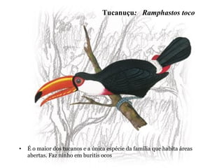 Tucanuçu: Ramphastos toco
• É o maior dos tucanos e a única espécie da família que habita áreas
abertas. Faz ninho em buritis ocos
 