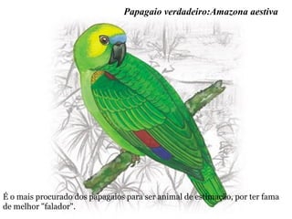 Papagaio verdadeiro:Amazona aestiva
É o mais procurado dos papagaios para ser animal de estimação, por ter fama
de melhor "falador".
 