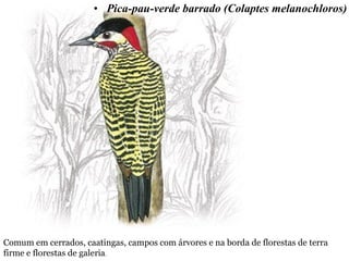 • Pica-pau-verde barrado (Colaptes melanochloros)
Comum em cerrados, caatingas, campos com árvores e na borda de florestas de terra
firme e florestas de galeria.
 