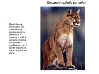 Sussuarana:Felis concolor
• Os adultos se
comunicam por
meio de uma
espécie de silvo
estridente. A
suçuarana está à
vontade em cima
das árvores;
equilibra-se com a
cauda felpuda ao
saltar de galho em
galho.
 