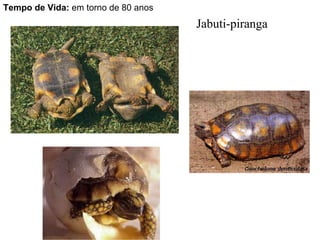 Jabuti-piranga
Tempo de Vida: em torno de 80 anos
 