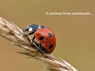 E continue firme caminhando...
 