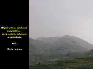 Alguns passos conduzem  a espinheiros,  que prendem e retardam  a caminhada. Foto: Monte Hermon. 