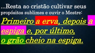 ...Resta ao cristão cultivar seus
propósitos sublimes e ouvir o Mestre:
Primeiro a erva, depois a
espiga e, por último,
o grão cheio na espiga.
 