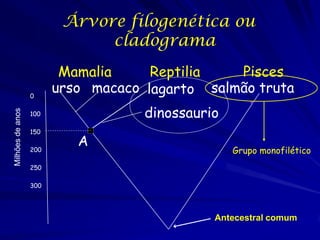 Árvore filogenética ou
cladograma

Milhões de anos

0

Mamalia
Reptilia
Pisces
urso macaco lagarto salmão truta
dinossaurio

100
150
200

A

Grupo monofilético

250
300

Antecestral comum

 