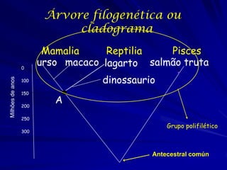 Árvore filogenética ou
cladograma

Milhões de anos

0

Mamalia
Reptilia
Pisces
urso macaco lagarto salmão truta
dinossaurio

100
150
200

250
300

A
Grupo polifilético

Antecestral común

 
