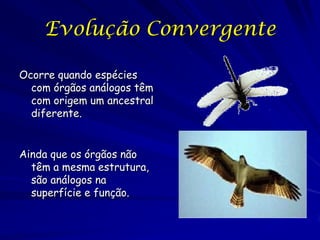 Evolução Convergente
Ocorre quando espécies
com órgãos análogos têm
com origem um ancestral
diferente.
Ainda que os órgãos não
têm a mesma estrutura,
são análogos na
superfície e função.

 