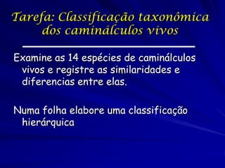 Tarefa: Classificação taxonômica
dos caminálculos vivos
Examine as 14 espécies de caminálculos
vivos e registre as similaridades e
diferencias entre elas.
Numa folha elabore uma classificação
hierárquica

 