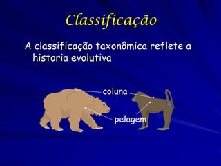 Classificação
A classificação taxonômica reflete a
historia evolutiva
coluna
pelagem

 