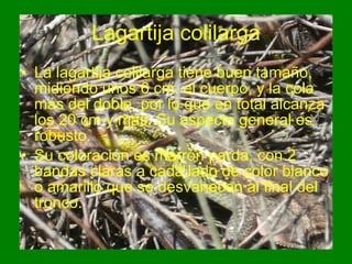 Lagartija colilarga La lagartija colilarga tiene buen tamaño, midiendo unos 6 cm. el cuerpo, y la cola más del doble, por lo que en total alcanza los 20 cm y más. Su aspecto general es robusto.  Su coloración es marrón parda, con 2 bandas claras a cada lado de color blanco o amarillo que se desvanecen al final del tronco.  