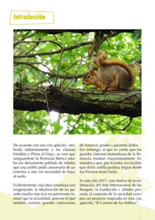 3
De acuerdo con una cita apócrifa –atri-
buida indistintamente a los clásicos
Estrabón y Plinio el Viejo-, se cree que
antiguamente la Península Ibérica esta-
ba tan densamente poblada de árboles
que una ardilla podía atravesarla de un
extremo a otro sin necesidad de bajar
al suelo.
Evidentemente, esta idea constituye una
exageración, la idealización de un pa-
sado mucho más rico en patrimonio fo-
restal que la actualidad, pero en el que
también existían grandes extensiones
de matorral, prados y páramos áridos.
Sin embargo, sí que es cierto que los
grandes sistemas montañosos de la Pe-
nínsula estaban mayoritariamente fo-
restados y que, por lo tanto, era factible
que dicha ardilla pudiera migrar desde
los Pirineos hasta Tarifa.
En este año 2011, con motivo de la ce-
lebración del Año Internacional de los
Bosques, la Fundación + árboles pre-
senta al conjunto de la sociedad euro-
pea un proyecto inspirado en esta cita
apócrifa: “El Camino de las Ardillas”.
Foto:Breann
Introducción
 