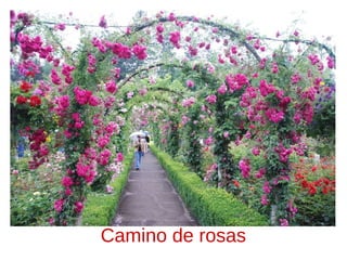 Camino de rosas