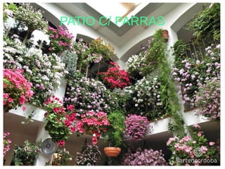 PATIO C/ PARRAS