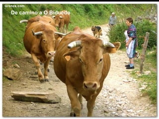 De camino a O Biduedo
 