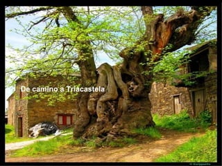 De camino a Triacastela




                          BAJANDO A ASTORGA
 