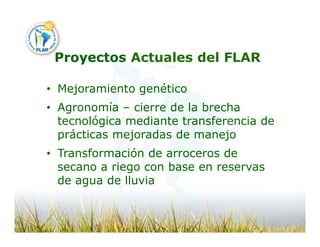 Camino desarrollo arrocero_lac