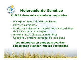 Camino desarrollo arrocero_lac