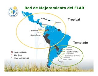 Camino desarrollo arrocero_lac