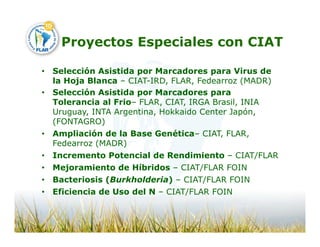 Camino desarrollo arrocero_lac