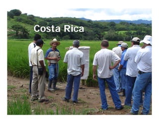 Camino desarrollo arrocero_lac