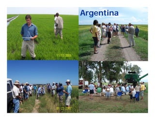 Camino desarrollo arrocero_lac