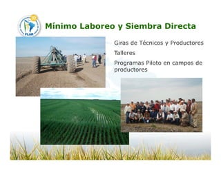 Camino desarrollo arrocero_lac