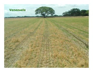 Camino desarrollo arrocero_lac